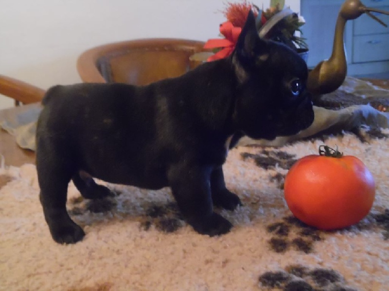 de la Roche Baude - Bouledogue français - Portée née le 25/07/2016